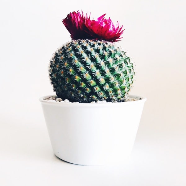 product-19 product-19